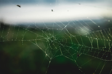 Spider web 