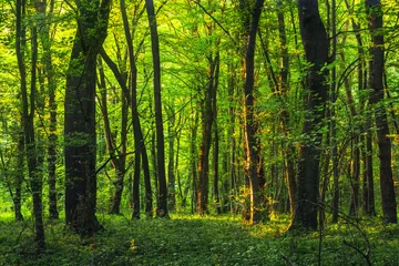 Foto op Canvas Zonnestralen door dikke boomtakken in dicht groen bos © Vastram