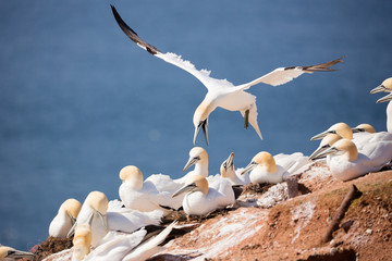 The preferred nesting sites of northern gannets are on coastal hillsides or cliffs