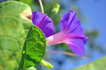 Purple petunia flower blooming on soft  leaves and blue sky  blurry bokeh background, side view