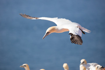 Northern gannet in the final approach phase