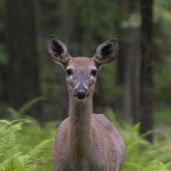 Fototapeta premium Deer in Woods