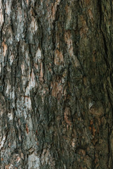 Obraz premium cracked rough brown tree bark background