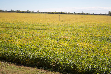 Beautiful yellow soybean field in autumn