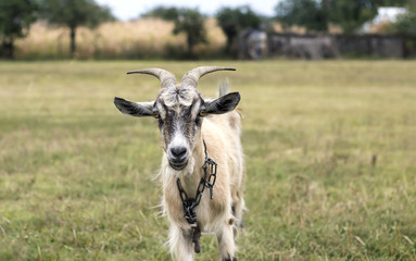 Fototapeta premium goat on the field, portrait