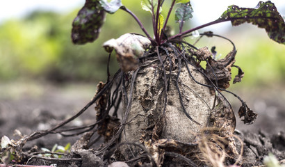  large beet grows in the ground close up