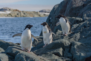 Adelie penguins on beach