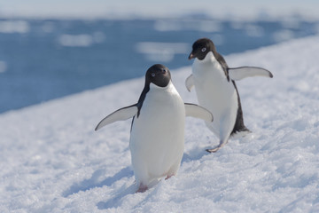 Naklejka premium Adelie penguins on beach