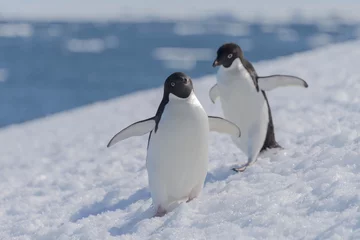 Cercles muraux Pingouin Adelie penguins on beach