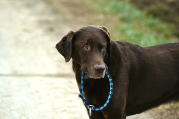 Labrador