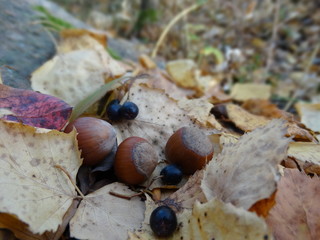 The first gifts of autumn. Nuts and shadberry