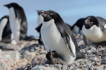 Adelie penguin in nest with chick