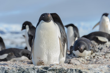 Adelie penguin on beach