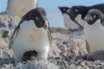 Fototapeta premium Adelie penguin in nest with chick