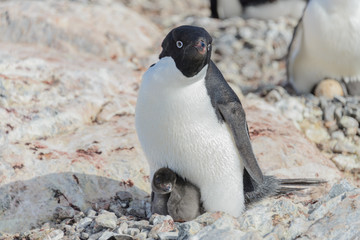 Adelie penguin in nest with chick