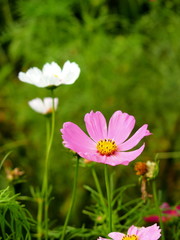 コスモス