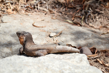 Gran-Canaria-Rieseneidechse, Kanareneidechse, Gekko 