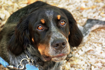 Portrait of an english setter dog looking.