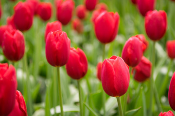 Blooming red tulips, selective focus, shallow depth of field