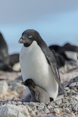 Adelie penguin in nest with chick