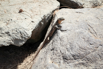 Gran-Canaria-Rieseneidechse, Kanareneidechse, Gekko 
