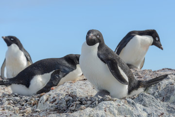 Naklejka premium Adelie penguin in nest with chick