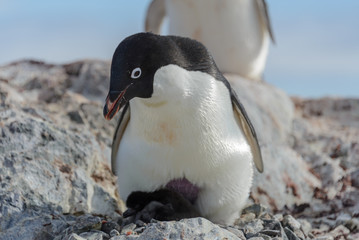 Fototapeta premium Adelie penguin in nest with chick