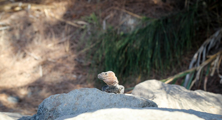 Gran-Canaria-Rieseneidechse, Kanareneidechse, Gekko 