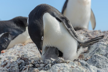 Fototapeta premium Adelie penguin in nest with chick