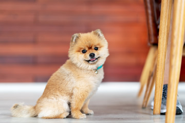 Fototapeta na wymiar Adorable pomeranian dog smiling looking at camera showing tongue and sit down on wooden floor with natural sunlight and copy space. Cute pet toy or baby dog in feeling relax in home or house concept.