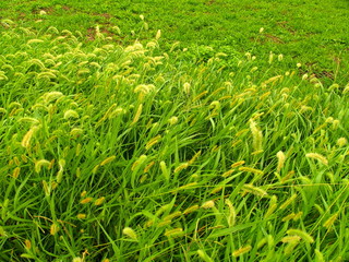 土手に茂るエノコログサ