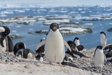 Adelie penguin on beach