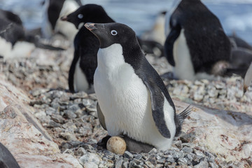 Naklejka premium Adelie penguin in nest with chick and egg