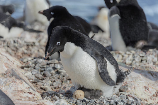 Adelie penguin in nest with chick and egg