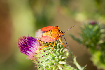 Wanze auf Mariendistel