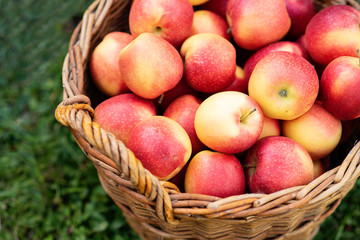 Apple harvest. Ripe red apples in the basket and in dark wooden crate in red wagon on the green grass. Copy space