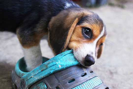 Beagle puppy chewing on on a dirty shoe.