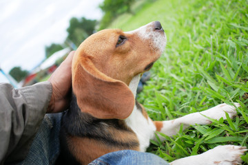 The owner's hand hold the beagle dog's head.