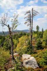 Landschaft im Harz, Felsen, B&auml;ume