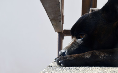 Staffbull, hes name is Steak