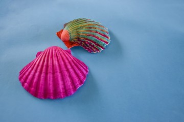 Two hand colored seashells on blue background with copy space for post cards
