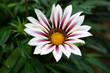 Beautiful flower in the garden