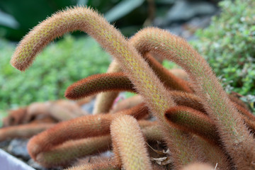 Several cactus in the garden background