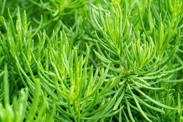 Green leaf in the garden background