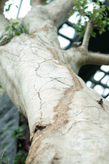 Fototapeta premium Big old tree in the garden