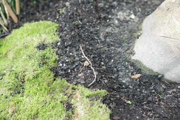 Green leaf in the garden background