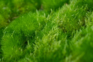 Green leaf in the garden backgound