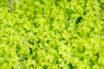 Green leaf in the garden background