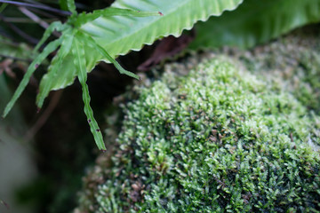 Green leaf in the garden background