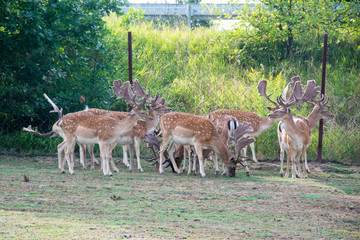 A group of young deer on the pasture